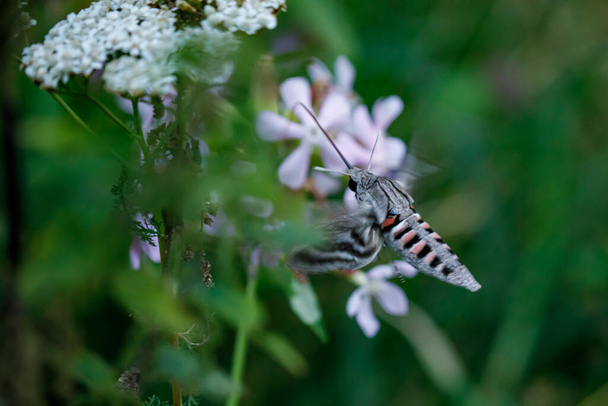 A hawkmoth during a flight at a flower in the evening - Photo, Image