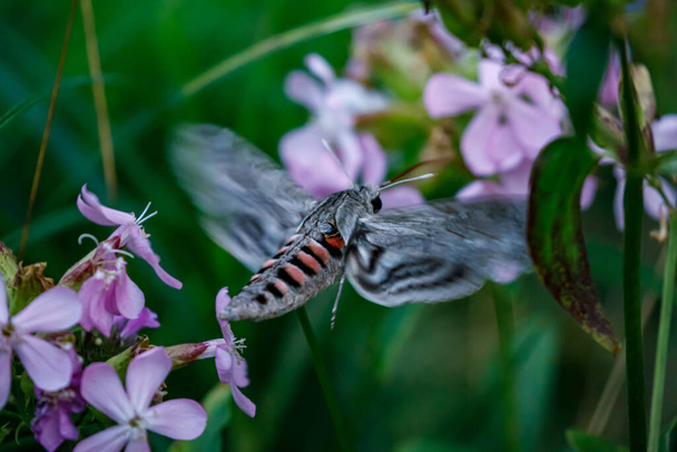 A hawkmoth during a flight at a flower in the evening - Photo, Image
