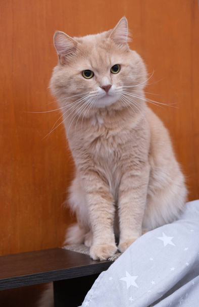 Φλάφι τζίντζερ γάτα σε γκρι κάλυμμα κρεβατιού.  - Φωτογραφία, εικόνα