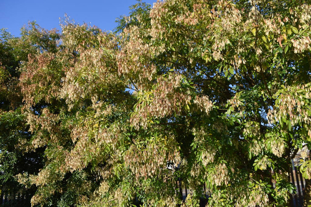 Фраксинові грифельні фрукти. Oleaceae напівзелене дерево. Євхаристія, з сезоном цвітіння з червня по липень і багатьма самарами, розсіяними вітром восени
. - Фото, зображення