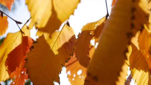 A reggeli napsugarak színes őszi leveleken keresztül jutnak el. Természet háttér őszi lombozat. Közelkép. Őszi szezon. - Felvétel, videó
