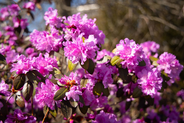 A closeup shot of purple rhododendron flowers - Φωτογραφία, εικόνα