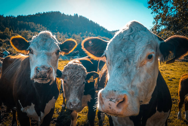 A closeup shot of cows on a pasture - Foto, Imagen