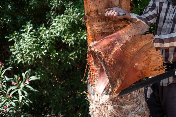 Садовник обрезает пальмовые листья. Обрезка и обрезка больших пальм в садовых работах. опилки появились во время работы - Фото, изображение