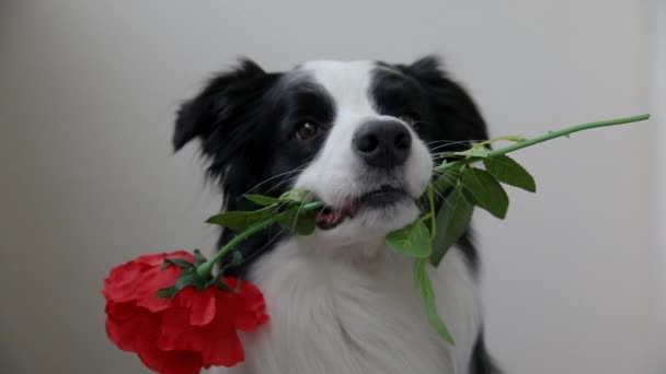 Concept de Saint-Valentin. Drôle portrait mignon chiot bordure de chien collie tenant fleur de rose rouge dans la bouche isolé sur fond blanc. Charmant chien amoureux le jour de la Saint Valentin donne un cadeau. - Séquence, vidéo