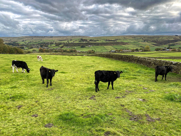 Paesaggio rurale, con mucche che pascolano in un pascolo, con muri a secco e colline oltre, Upper Marsh Lane, Oxenhope, Keighley, UK - Foto, immagini