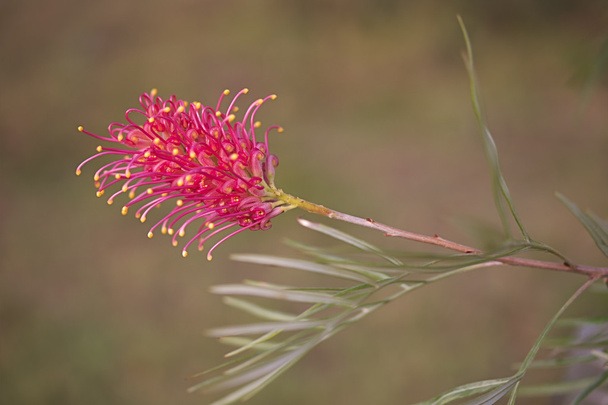  μια αυστραλιανή wildflower grevillea  - Φωτογραφία, εικόνα