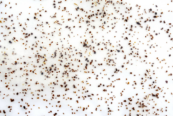 Body scrub with apricot pits background. Scrub for you with bone particles top view. Scrub on a white background. Beauty concept - Foto, immagini