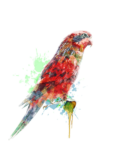 Watercolor Painting Of Colorful Parrot - Photo, Image