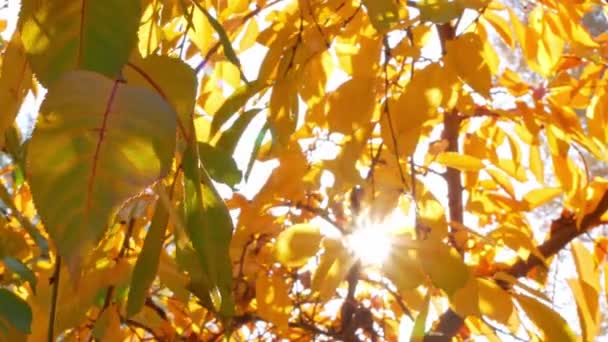Hojas amarillas de otoño balanceándose en el árbol con rayo de sol en el parque otoñal día soleado 4K Cinematic colorido material de archivo. Bosque de otoño de oro follaje naturaleza con destello de sol Vibrante naranja protector de pantalla de jardín estacional - Imágenes, Vídeo
