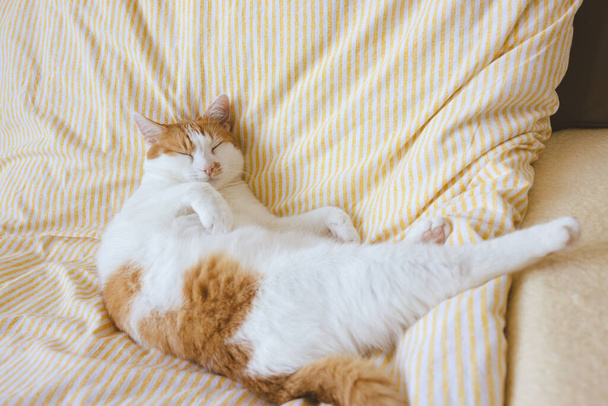 Evcil beyaz ve turuncu tekir kedi yatakta uyuyor. - Fotoğraf, Görsel