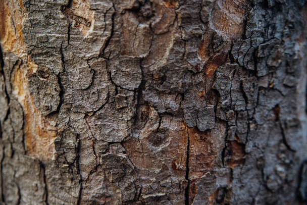 The texture of the tree bark. Tree in the park close-up. Relief texture and background. Forest and nature. - Фото, зображення