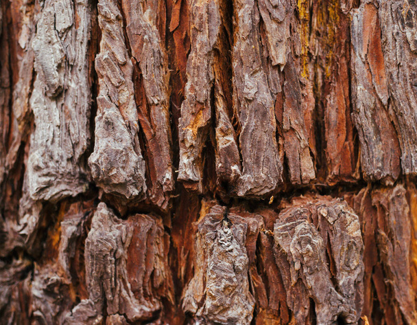 The texture of the tree bark. Tree in the park close-up. Relief texture and background. Forest and nature. - Fotoğraf, Görsel