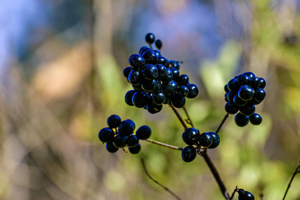 Vitis labrusca, zorro de uva o muscadina, es una especie de vid silvestre. Ramo de sus bayas negras para catálogos o calendarios - Foto, imagen
