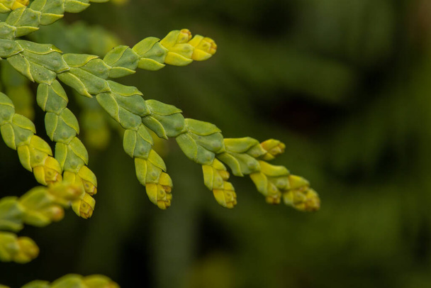 Thuja green leaves with flowers buds or young cones - Photo, Image