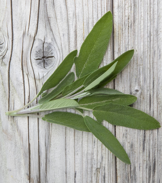 Sage herb Salvia officinalis, herb, spice on a wooden rustic background. Alternative medicinal plants, medical herb copy space - Fotoğraf, Görsel