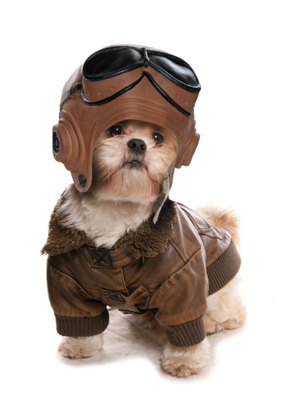Shih tzu dragen een kostuum piloten - Foto, afbeelding