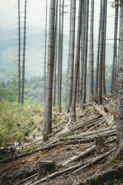 borovice lesní v Karpatech - Fotografie, Obrázek