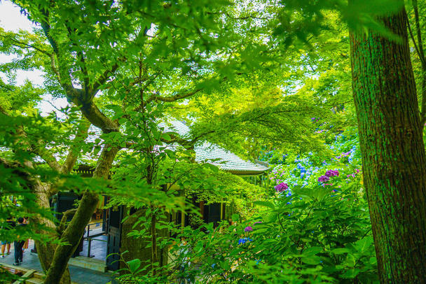 Hortensia y bosque verde fresco. Ubicación del tiroteo: Kamakura City, Kanagawa Prefecture - Foto, imagen