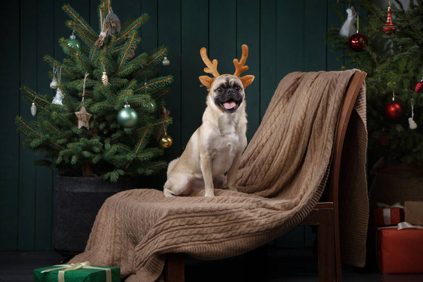 Dog in christmas horns. New Years mood. pug in holiday interior at home - Foto, Imagen