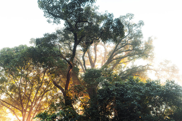 Ağaçlar ve doğa sabah, ağaçlar ve doğa yaz sabahı - Fotoğraf, Görsel