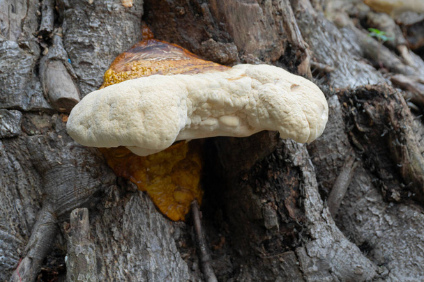 Gran hongo poliporoso, un hongo común en el tronco viejo del árbol. Howrah, Bengala Occidental, India. - Foto, Imagen