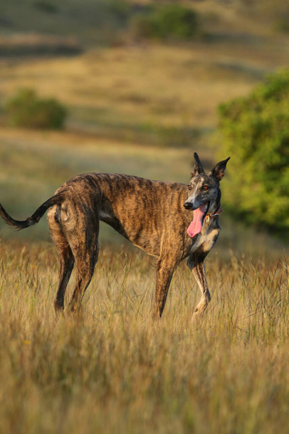 Pure Mudhol hound, cão de raça indiana, Satara, Maharashtra, Índia - Foto, Imagem