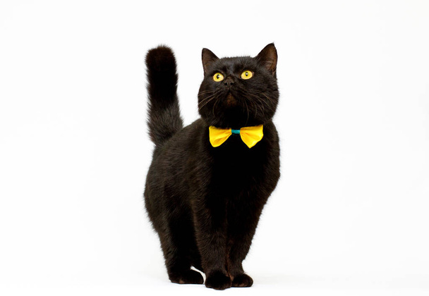 black cat wearing golden bow isolated - Фото, изображение