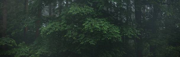 Árboles poderosos en una niebla matutina. Bosque caducifolio al amanecer. Paisaje atmosférico oscuro. Ecología, ecoturismo, conservación medioambiental en Europa - Foto, Imagen