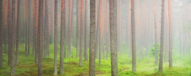 Ancient pine trees in a mysterious white morning fog at sunrise. Idyllic autumn landscape. Swampy evergreen northern forest. Ecology, eco tourism, environmental conservation in Europe - Photo, Image