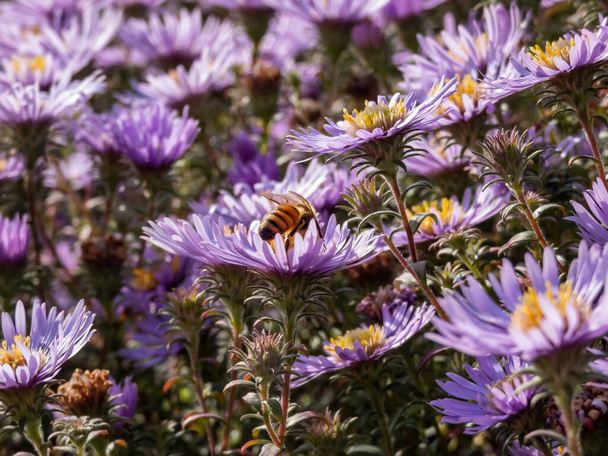 Close-up van een bij in een Amethist Aster (Aster x amethystinus) bloem, de hybride tussen New England Aster en Heath aster heeft fuzzy stam en azuurblauw tot violet of lavendel bloemen - Foto, afbeelding