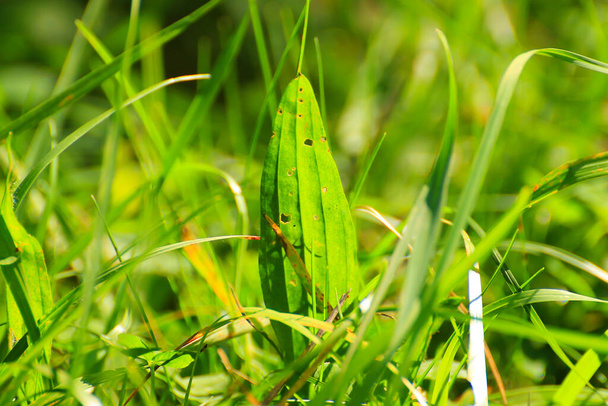πράσινο γρασίδι και βλάστηση στο χωράφι - Φωτογραφία, εικόνα