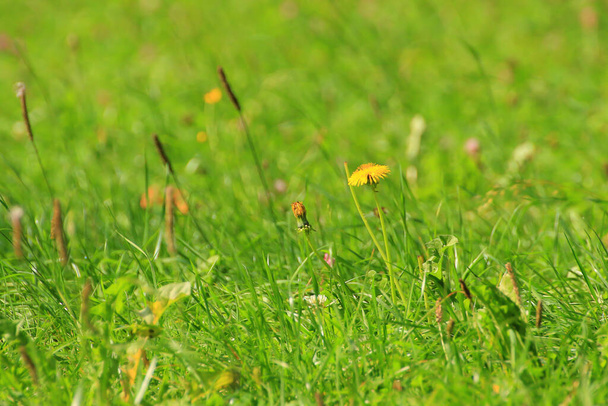 zöld fű és növényzet a mezőn - Fotó, kép