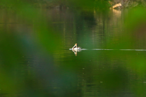 Великий гребний птах, що плаває на річці Дунай. - Фото, зображення