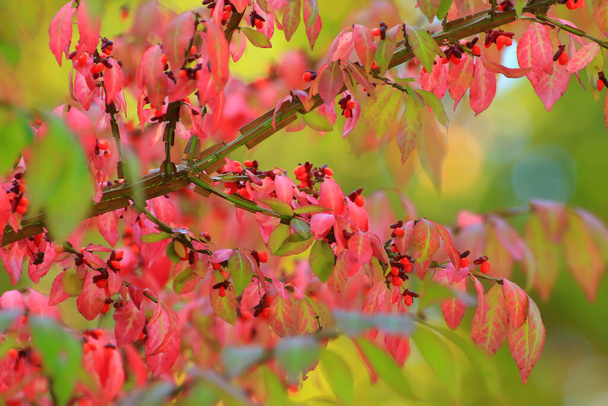feuilles d'automne rouge et orange dans le parc - Photo, image