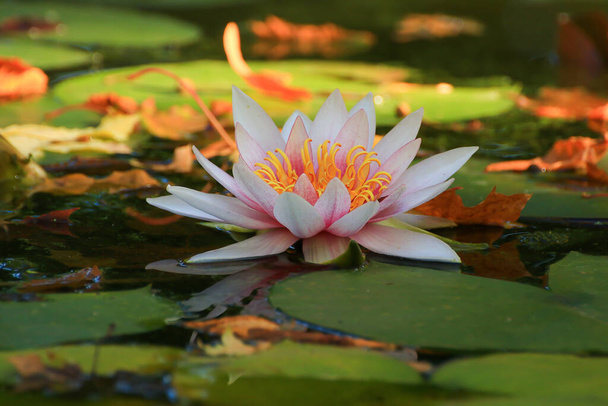 Живописные листья водных лилий и красочные кленовые листья на воде в пруду, осенний сезон, осенний фон - Фото, изображение
