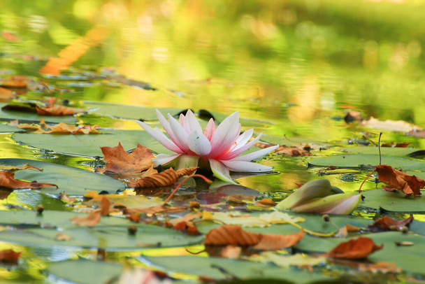 Мальовничі листя водяних лілій і барвисті кленові листя на воді в ставку, осінній сезон, осінній фон
 - Фото, зображення