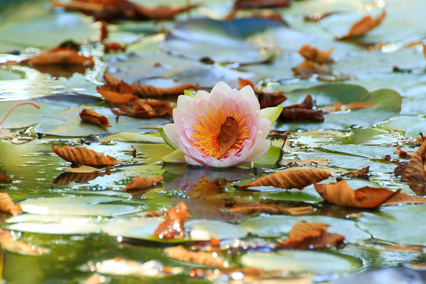 Malerische Blätter von Seerosen und bunten Ahornblättern auf dem Wasser im Teich, Herbstzeit, Herbsthintergrund - Foto, Bild