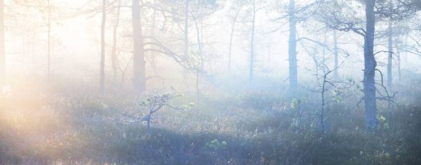 Evergreen les (bažina) v husté tajemné mlze při východu slunce. Lotyšsko. Měkké sluneční světlo. Idylická podzimní krajina. Pohádková, zasněná scéna. Čistá příroda, ekoturistika téma - Fotografie, Obrázek