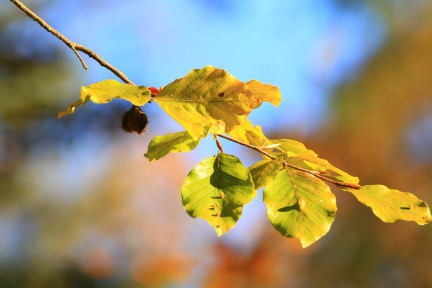 Φθινοπωρινά δέντρα και φύλλα με πολύχρωμα φυλλώματα στο πάρκο. - Φωτογραφία, εικόνα