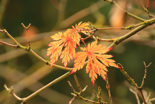 Las hojas coloridas otoñales del arce japonés - Foto, Imagen