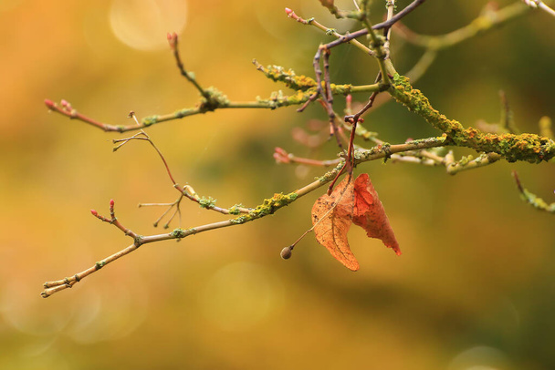Colourful autumn leaves of the Japanese maple - Photo, Image