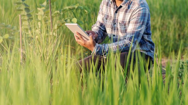 緑の田んぼの有機農場でデジタルタブレットを保持している農家。現代の技術スマート農業と持続可能性の概念. - 写真・画像