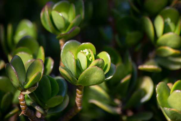a selectively illuminated bud of Crassula ovata commonly known as Jade plant, lucky plant or money tree close-up.floral background.selective focus. - Foto, Imagem