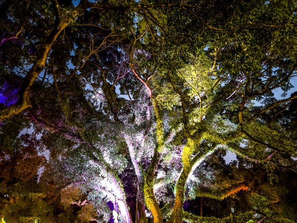 Буксирування дерев освітлено в парку вночі
 - Фото, зображення