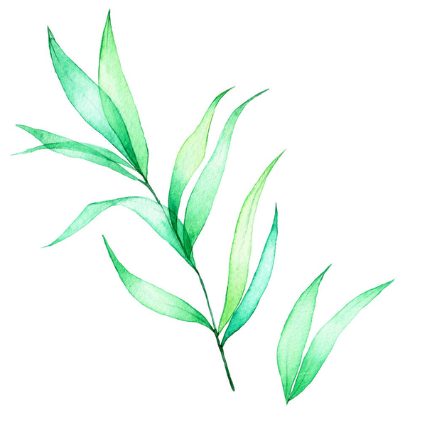 Suluboya çizim. Şeffaf tropikal yapraklar. Beyaz arkaplanda yeşil şeffaf yapraklar var. clipart - Fotoğraf, Görsel