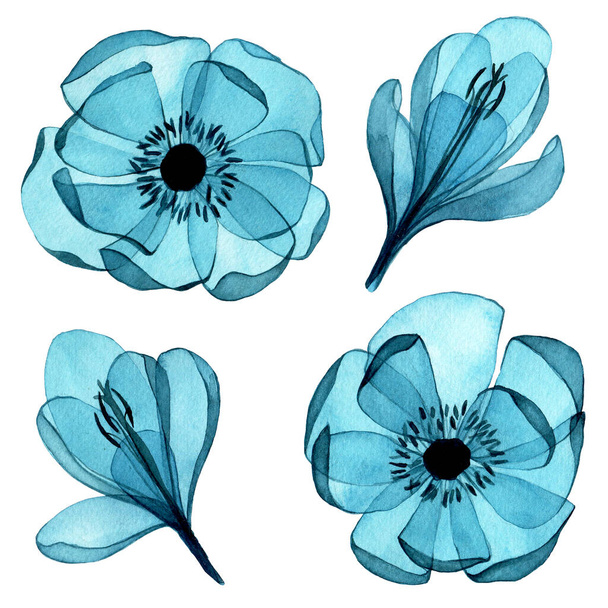 σχέδιο ακουαρέλα. σετ διάφανων χρωμάτων. κλιπ, μπλε λουλούδια crocuses και ανεμώνες σε vintage στυλ, x-ray. - Φωτογραφία, εικόνα