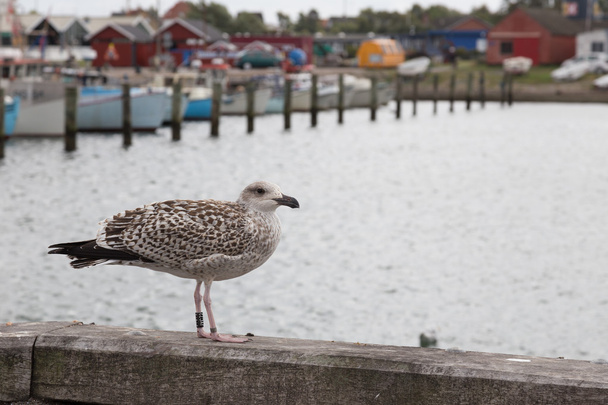 Seagull in Bagenkop - Photo, Image