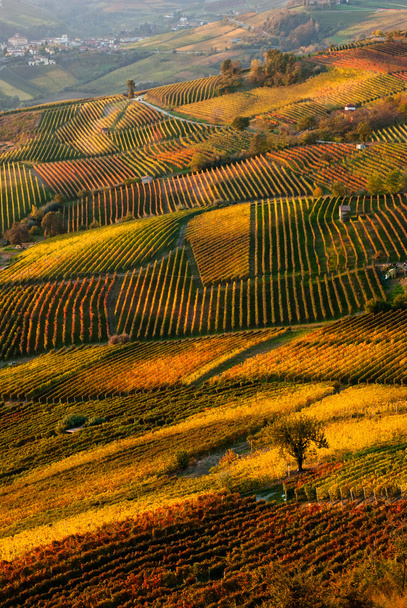 wzgórza i winnice w regionie langhe, Piemont Włochy - Zdjęcie, obraz