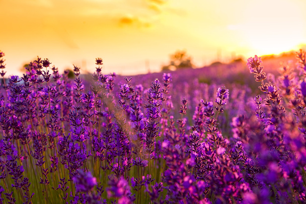 Lavender field in Tihany, Hungary - Photo, Image